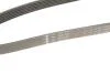 PASEK WIELOROWK. 6PK1605 INA FB6PK1605 (фото 5)