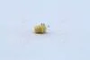 Лампа розжарювання 12V 1,5W BX8,5D YELLOW NARVA 17050CP (фото 3)